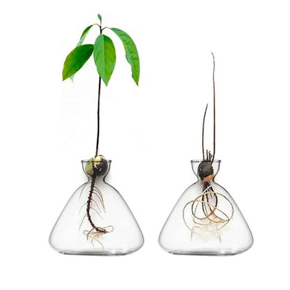 Avocado Seed Starter Vase Avocado Vase for Growing Avocado Seed Growing Kit Plant Glass with Stickers Gift for Gardening Lovers